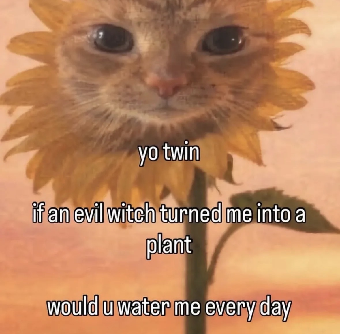 raccoon aesthetic. tweet media