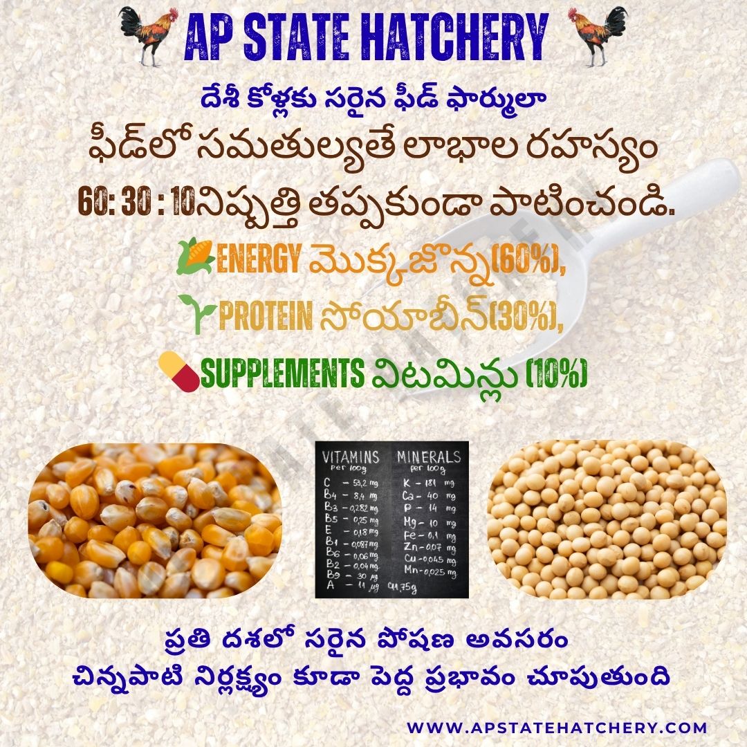 apstatehatchery's tweet photo. 🐔 కోళ్ల పెరుగుదల కావాలంటే ఇదే GOLDEN FORMULA!
దేశీ కోళ్లకు సరైన Feed Ratio = 60:30:10
🌐 https://t.co/9pPJlm8Cnb
🔗https://t.co/h08unLKiTP
#BackyardPoultry
#CountryChicken
#NatuKodi
#PoultryFeed
#PoultryFarmingIndia
#DesiChicken
#RuralLivelihoods
#apstatehatchery
#samruddibreed https://t.co/SDza8wFBAw