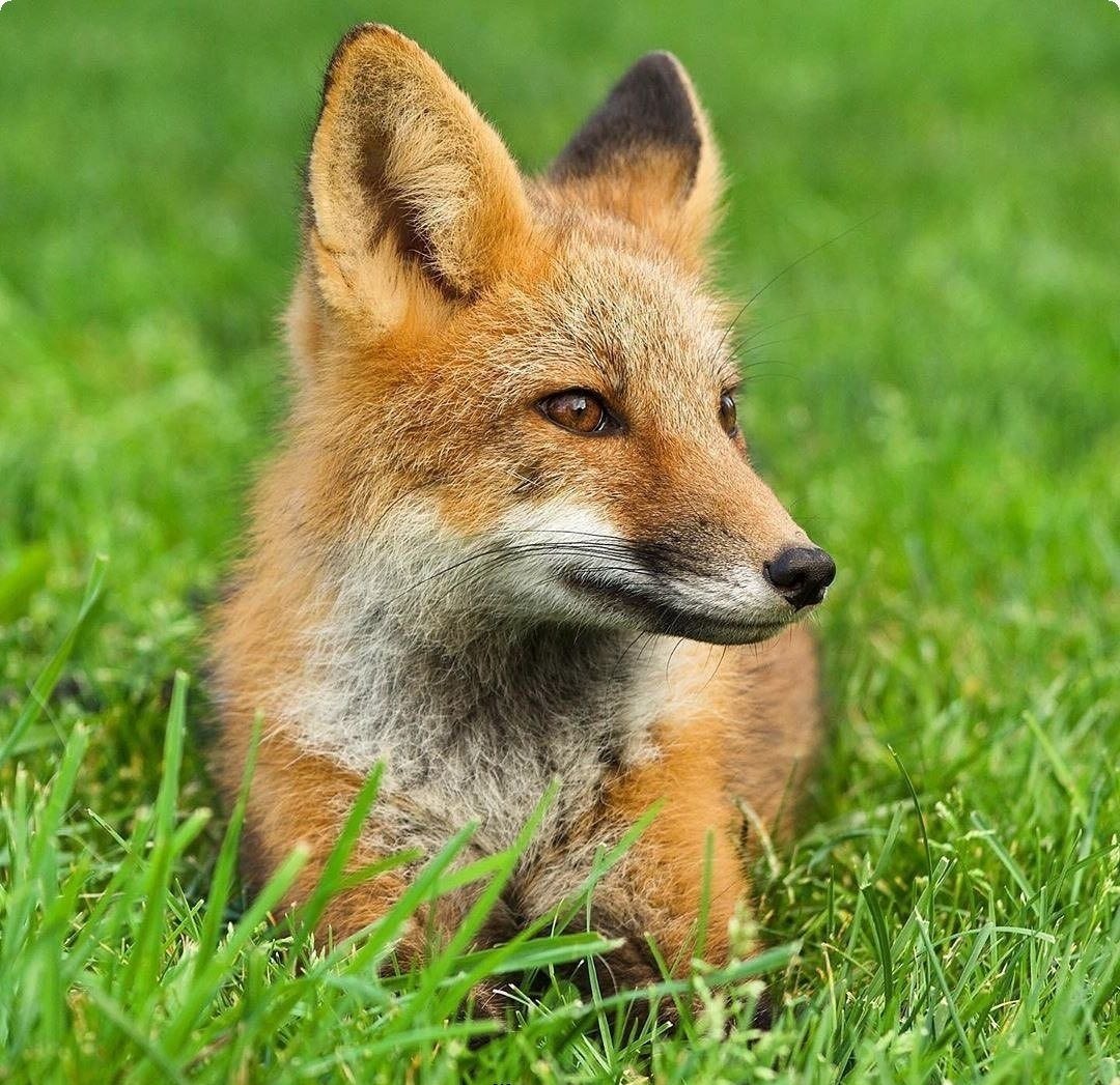 The jackal waits in the grass, watching its prey. It’s all part of the ecosystem. 

"I survived". <a href="/Binance_intern/">Binance Intern</a>