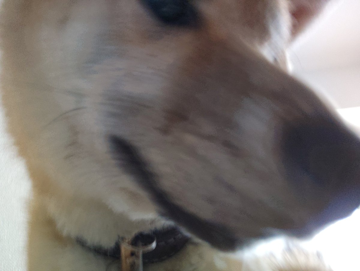 狸田太一 tweet media