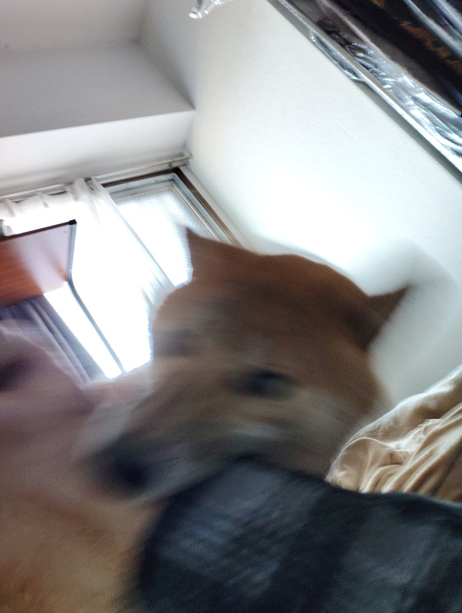 狸田太一 tweet media