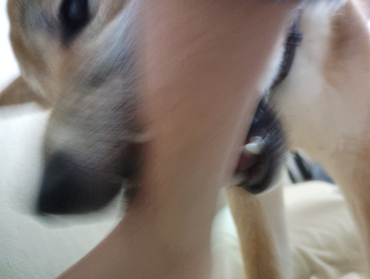 狸田太一 tweet media