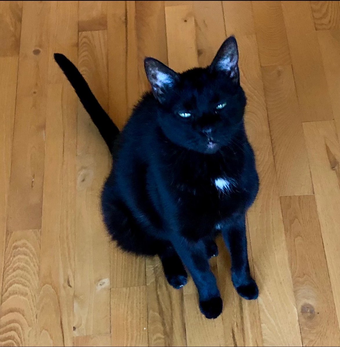 Modified Dow Theory Signals tweet media