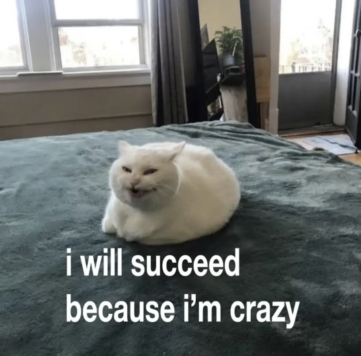 raccoon aesthetic. tweet media