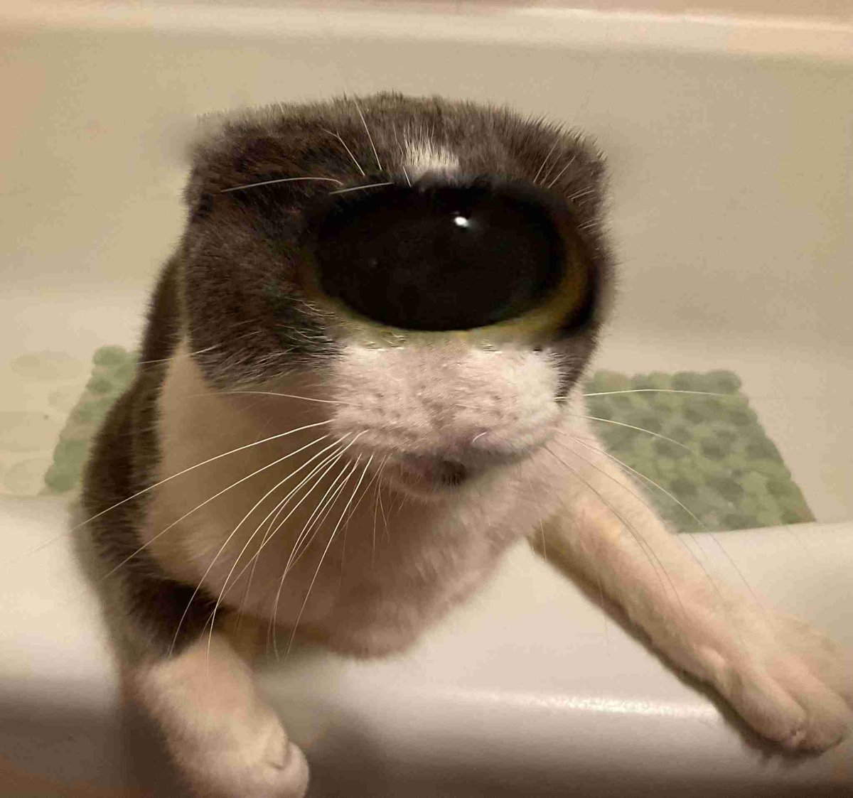 phantotree tweet media