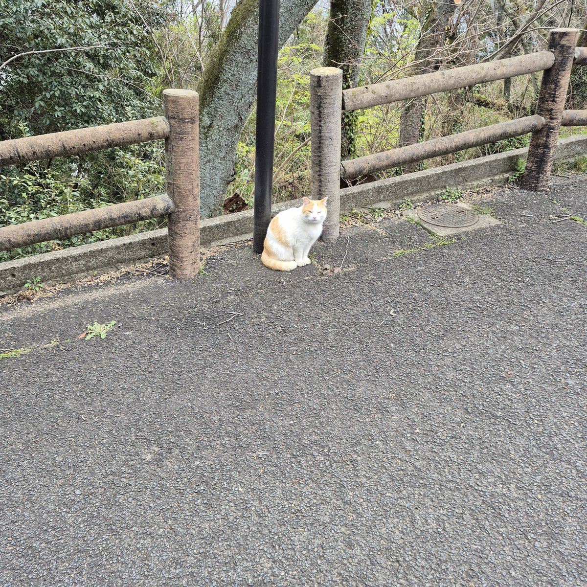 黄金山の桜はもうすこしだね～🌸