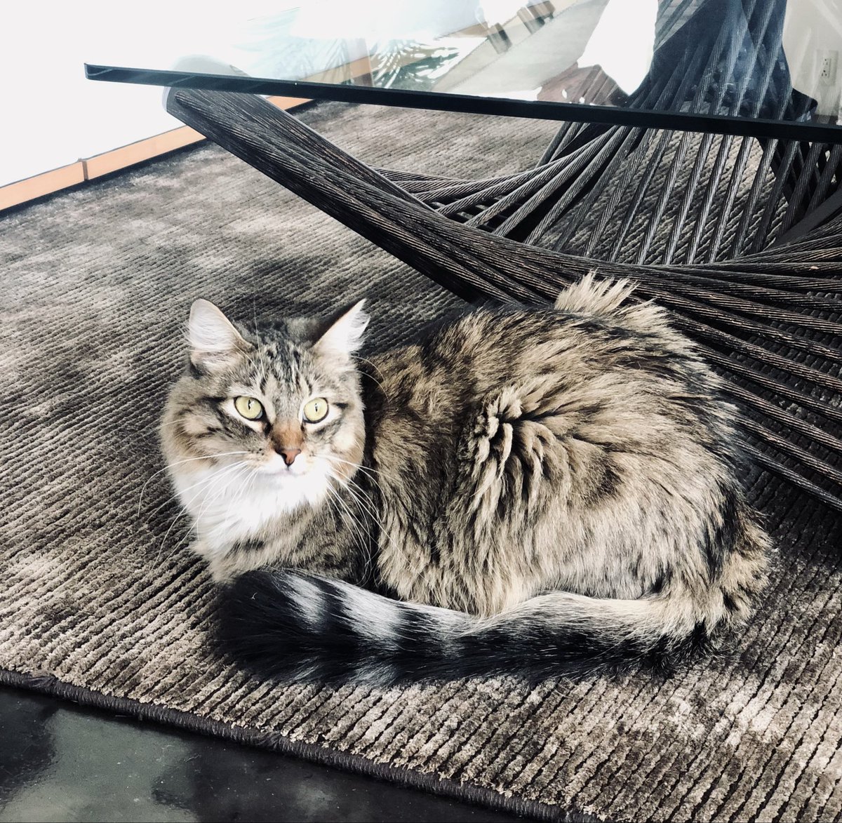 Joanne Moretti. tweet media