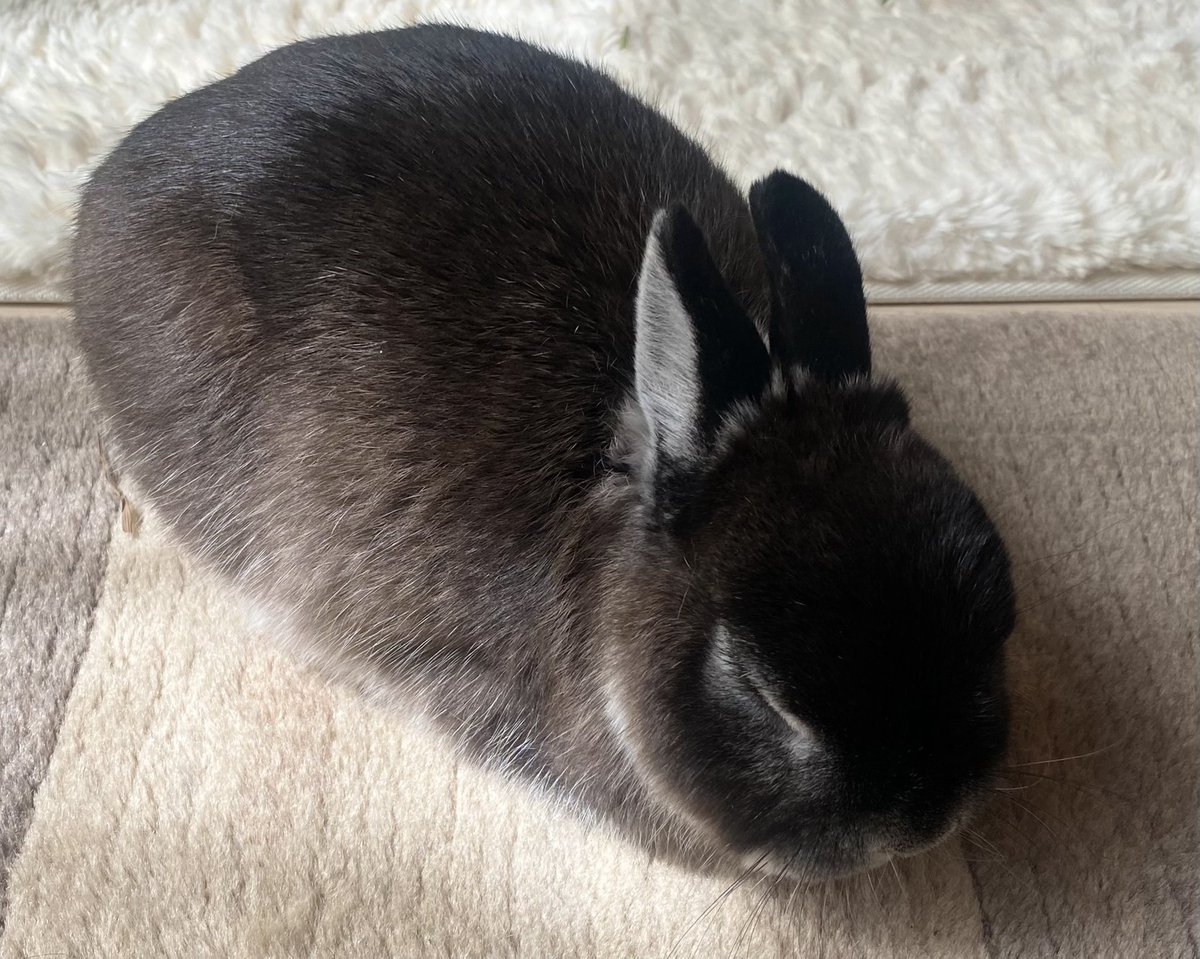 うさぎのふうりん tweet media