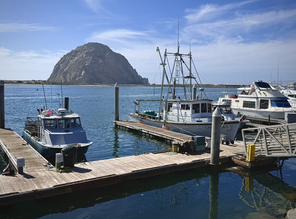 Boomer Cat Mom tweet media