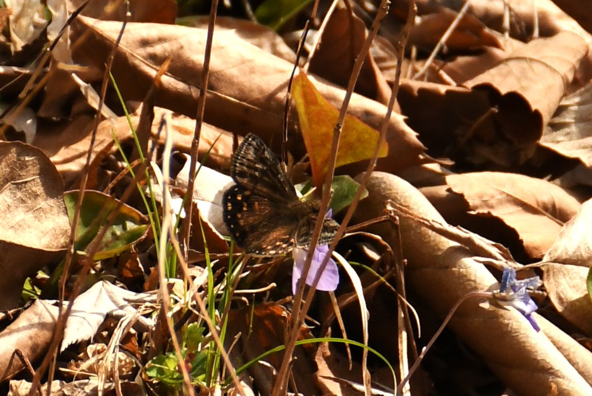 神奈川県立秦野ビジターセンター tweet media
