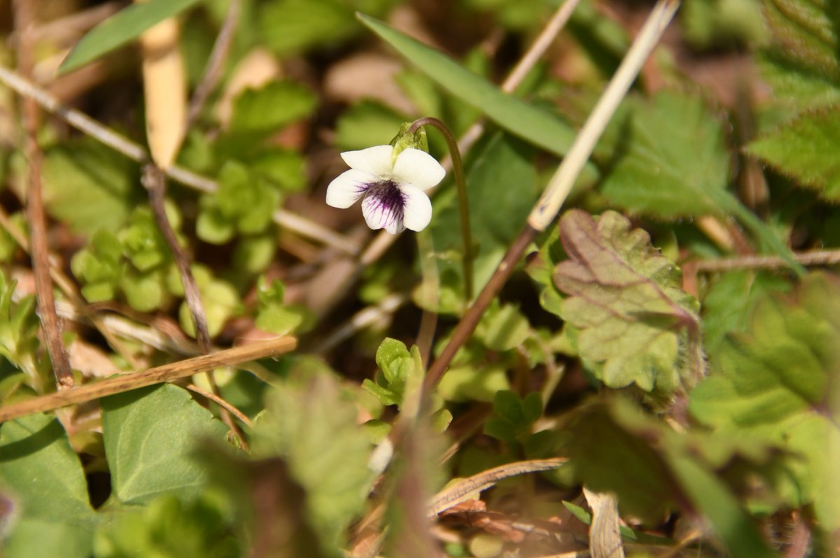 神奈川県立秦野ビジターセンター tweet media