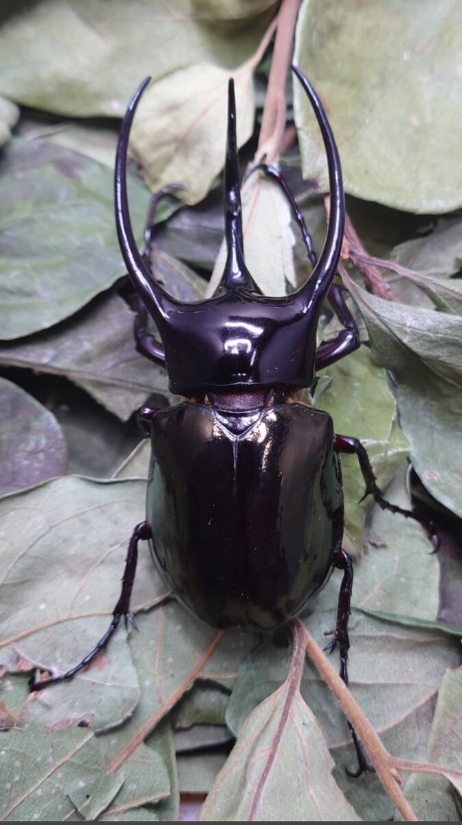 涼猫@釣りよかファン tweet media