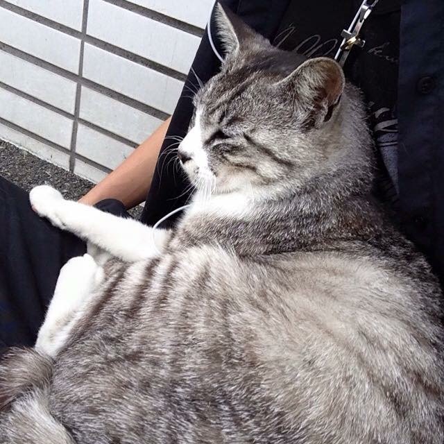 涼猫@釣りよかファン tweet media