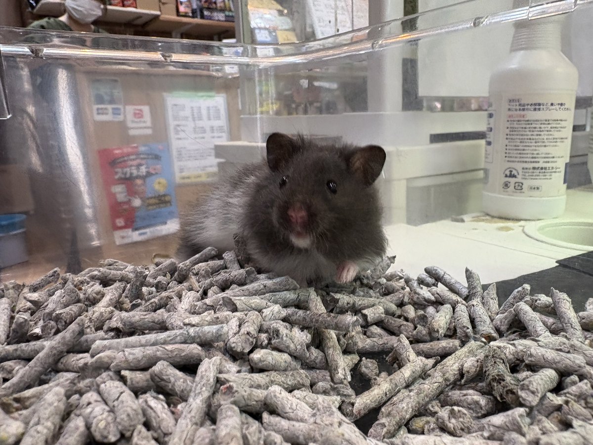 ペットショップ 熱帯倶楽部 吉祥寺店 tweet media