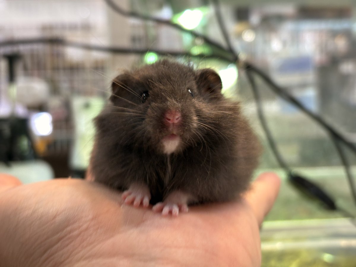 ペットショップ 熱帯倶楽部 吉祥寺店 tweet media