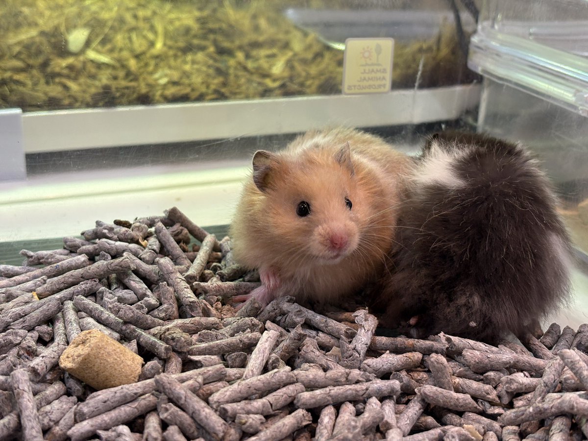 ペットショップ 熱帯倶楽部 吉祥寺店 tweet media