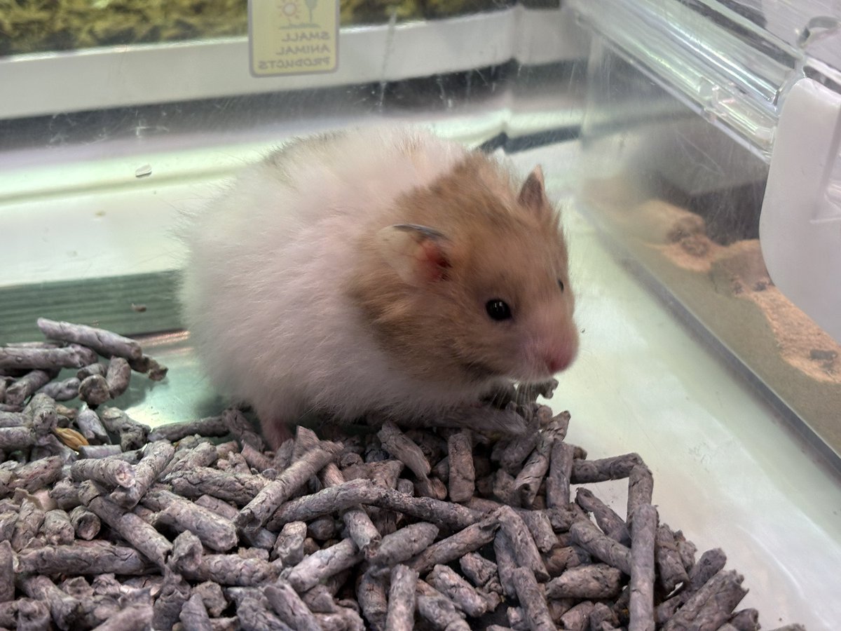 ペットショップ 熱帯倶楽部 吉祥寺店 tweet media