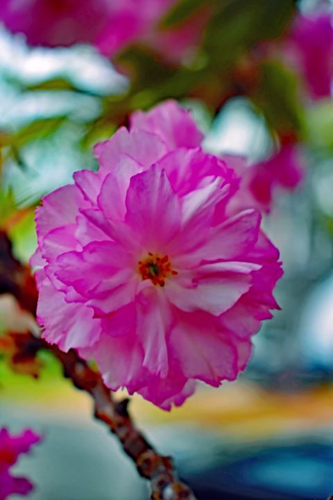 LUniqueEssence1's tweet photo. Art of the Day! "Royal Japanese Cherry Blossom". Buy at: https://t.co/NkIJ5ktIXZ https://t.co/cMwhWWx3Qv
