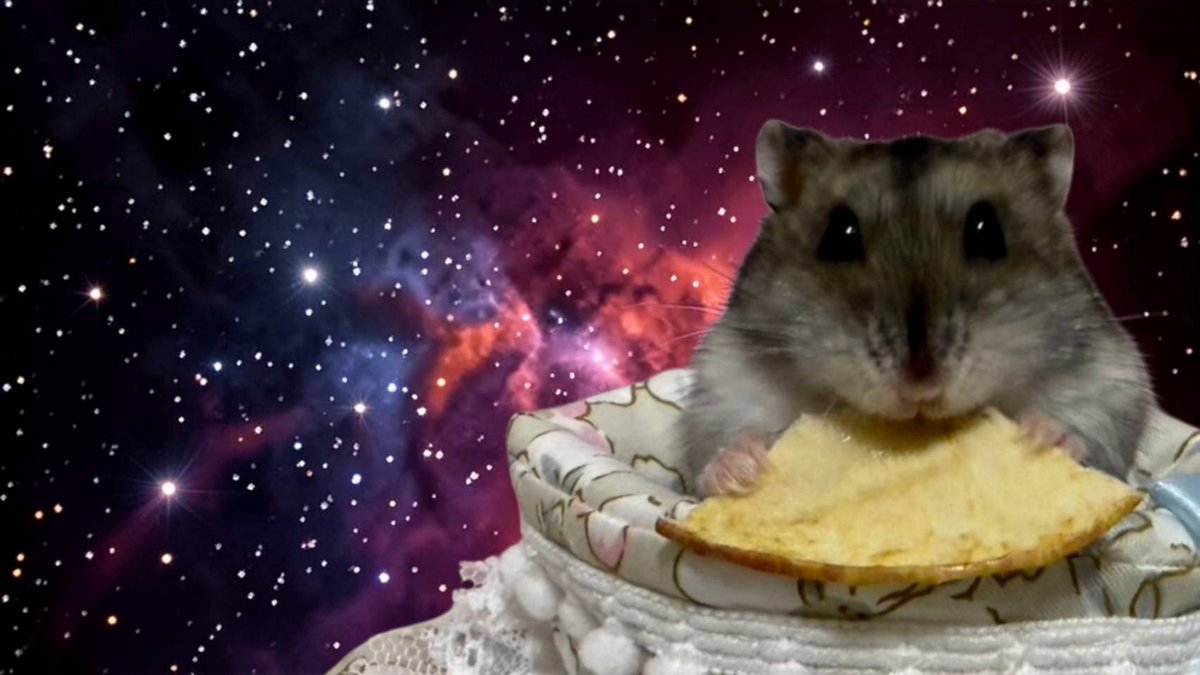 咲来（サラ）🍏🐹💕 tweet media