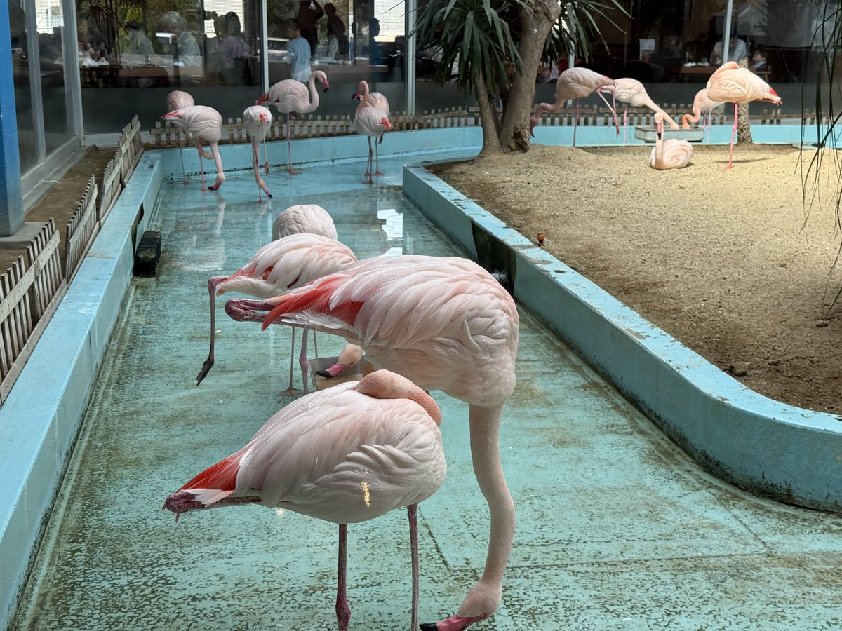 PJラボ@放電屋( ੭ ・ᴗ・ )੭⚡️ tweet media