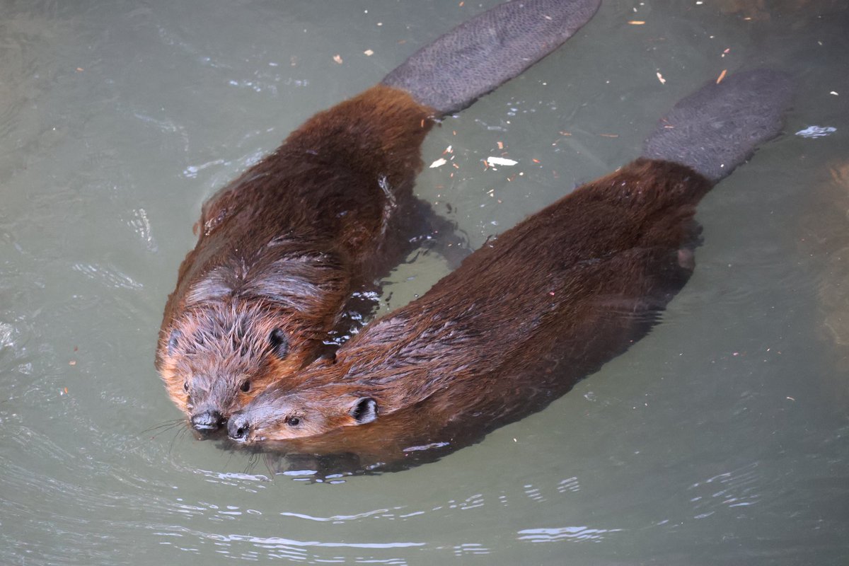 ぴとり

#アメリカビーバー
#beaver 
#のいち動物公園
多分バターとコッペ