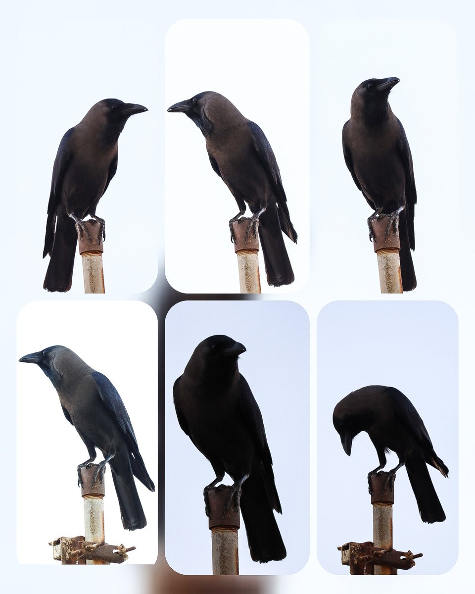 Norah Al-johani tweet media