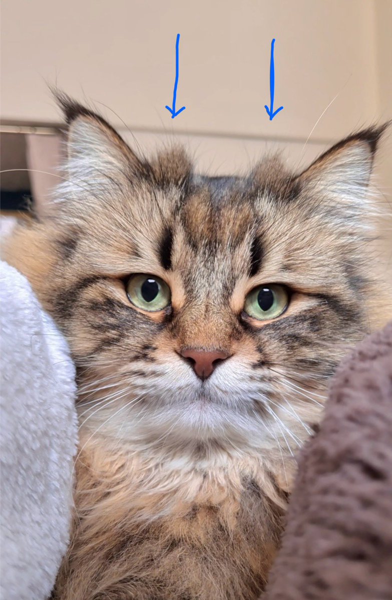 ヤマネコ tweet media