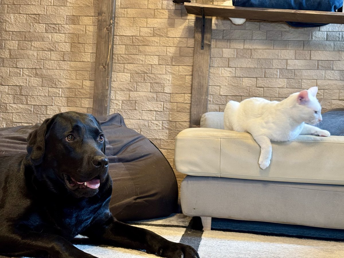 よー清水🐧🐕🦺🐈YoShimizu tweet media