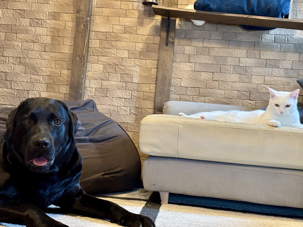 よー清水🐧🐕🦺🐈YoShimizu tweet media