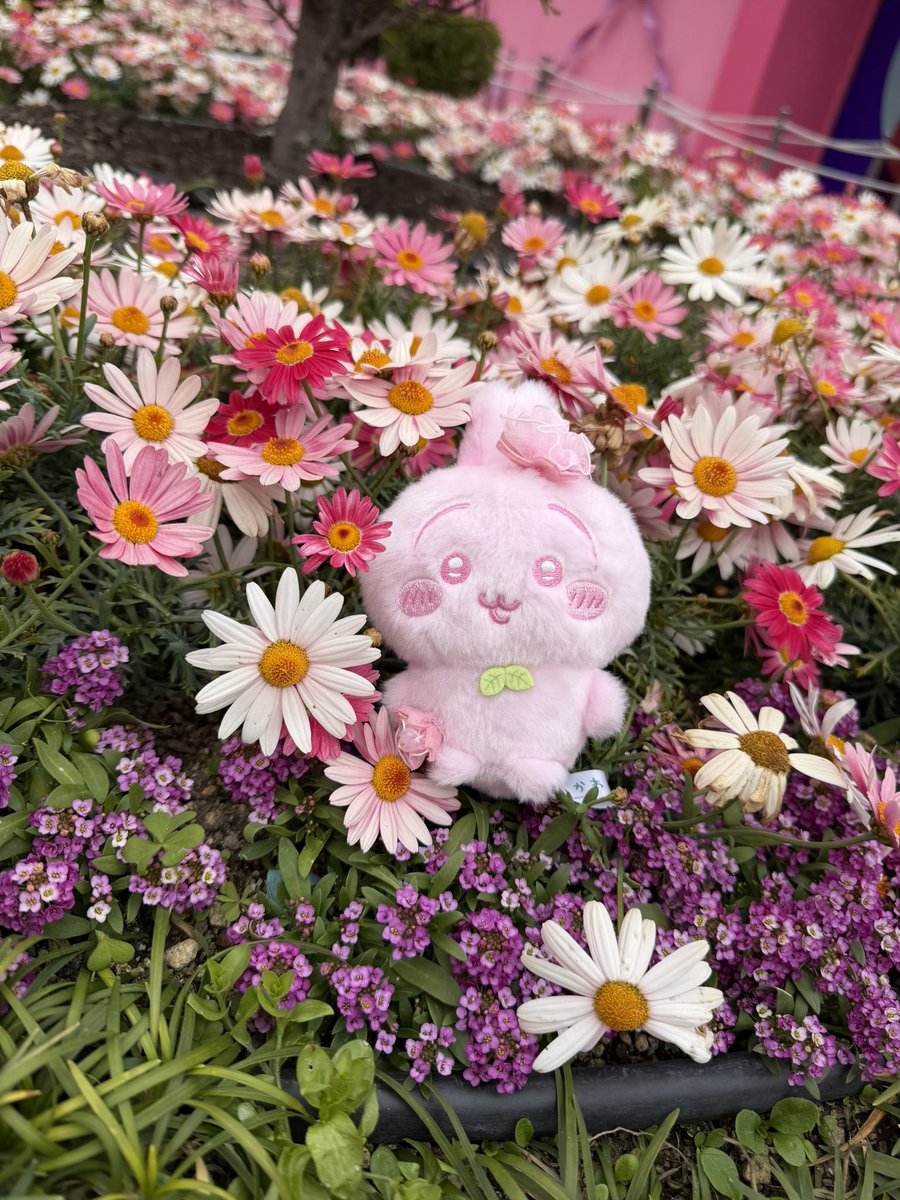 どーなつ tweet media