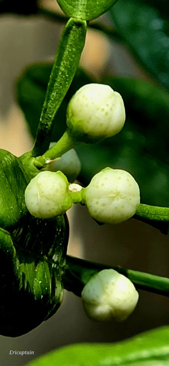 Ericaptain tweet media