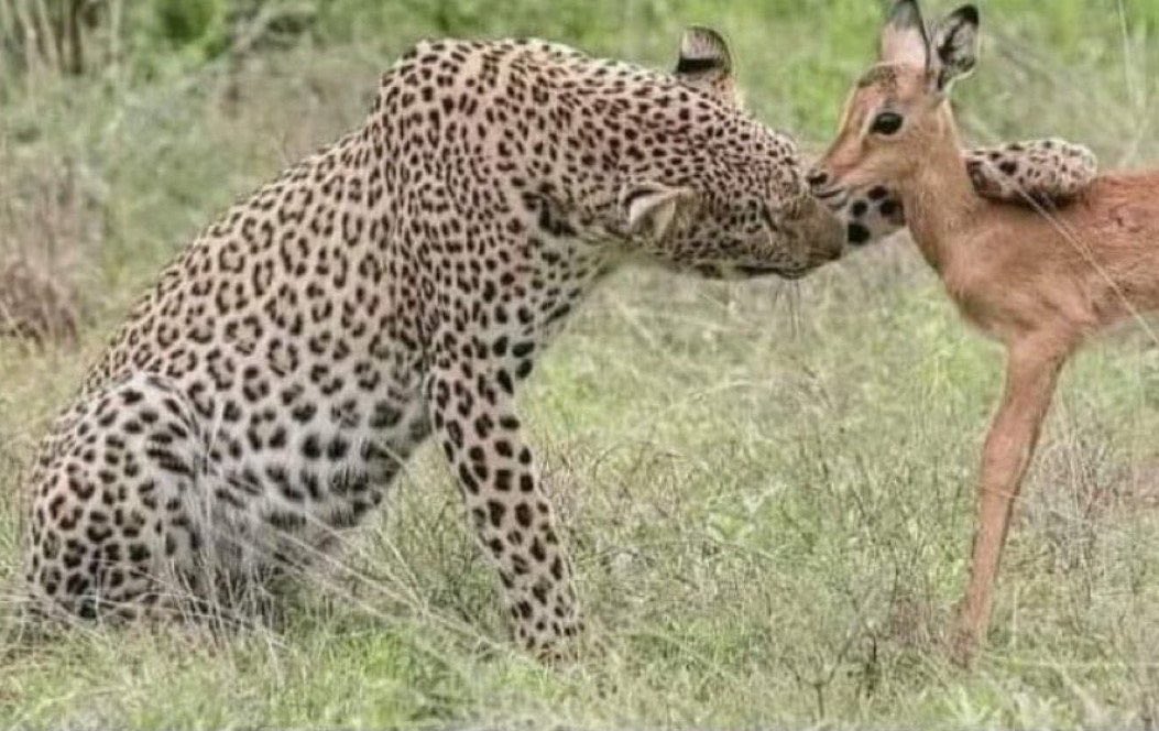 Tich Ray tweet media