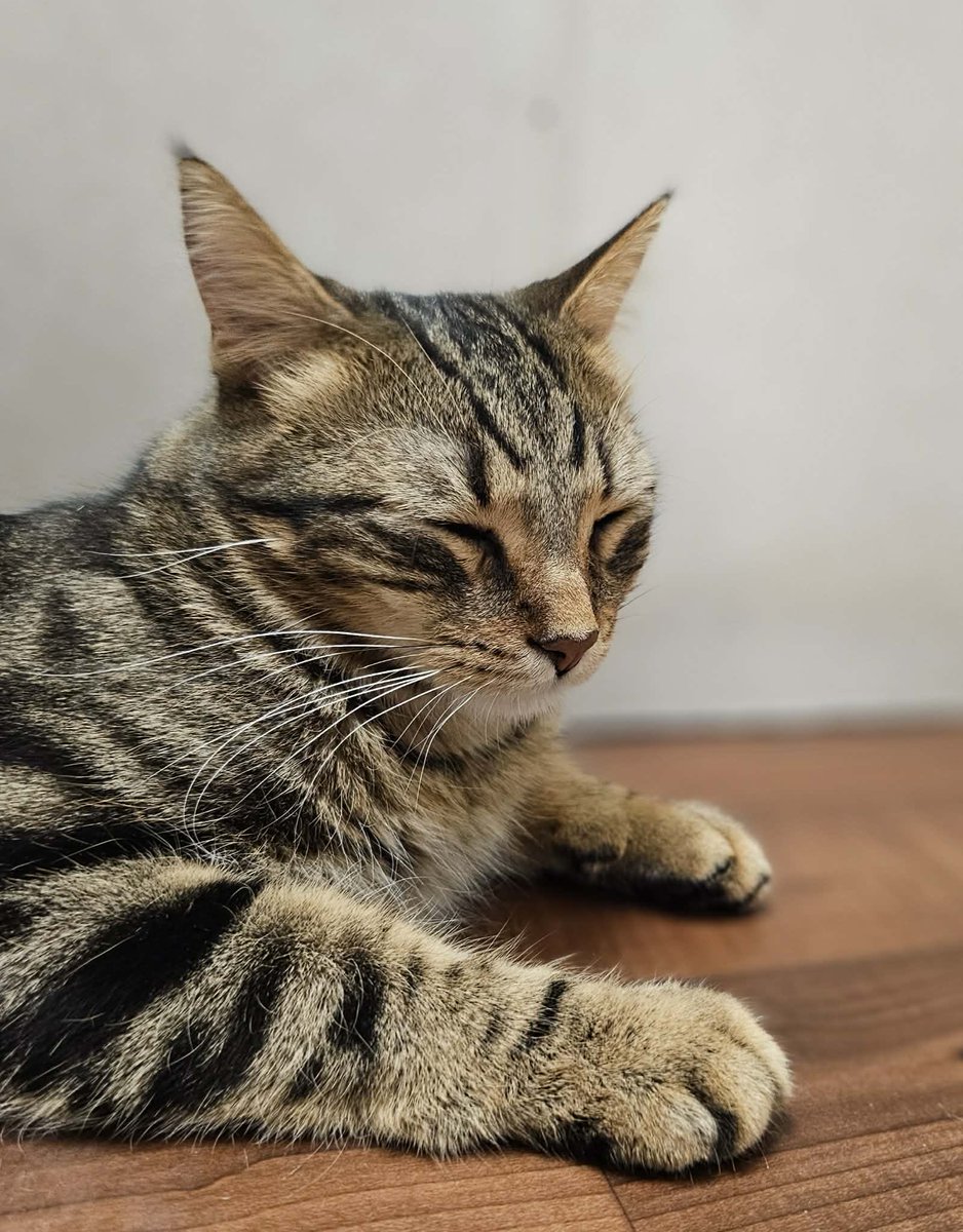 SAFE Team Rescue tweet media