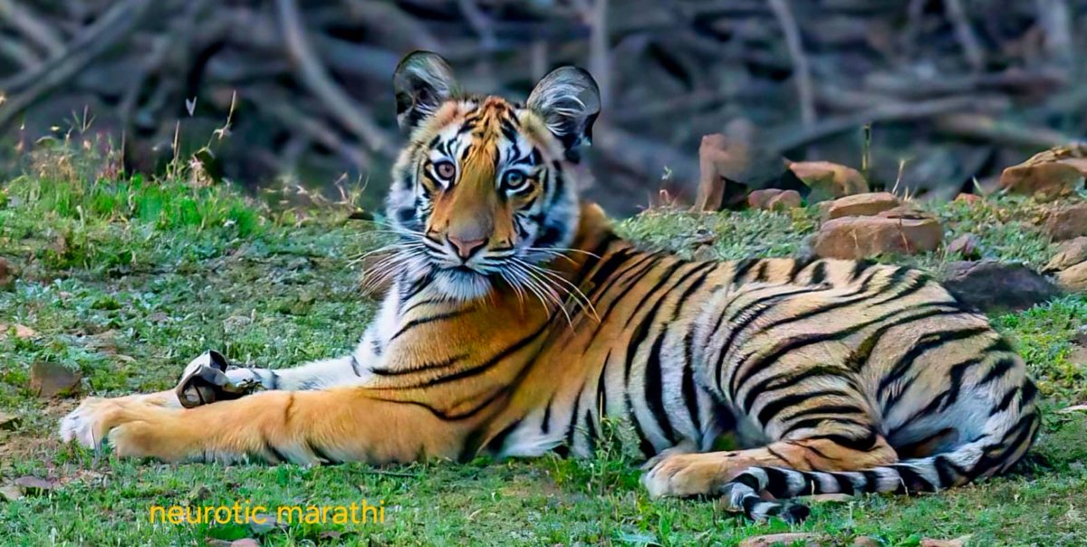 During visit to Tadoba last week,saw this wonderful creation of nature,chewing on a creation of modern world -softdrink can! 1,2 Apathy,indiscipline,endangering wild life.. <a href="/etadoba/">Tadoba Andhari Tiger Reserve</a> <a href="/TadobaAndhari/">Tadoba national park</a> <a href="/NatGeo/">National Geographic</a> #savetigers #WildlifeProtection #MahaForest #TigerReserve #WWFIndia