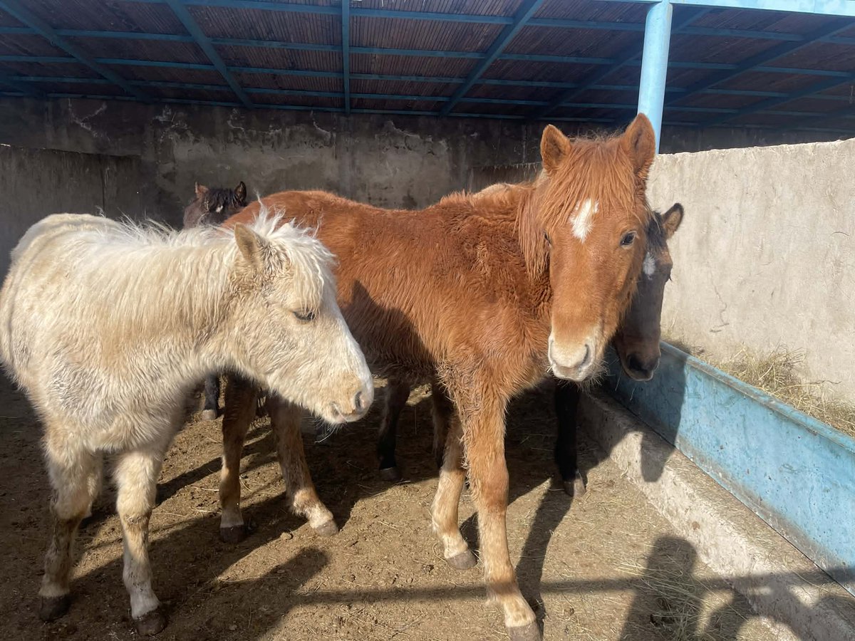 Хөх Толбот🇲🇳 tweet media