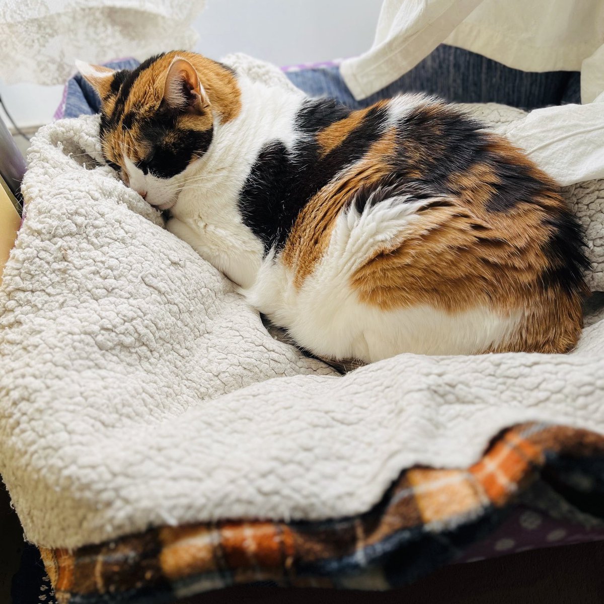 庄野ナホコ tweet media