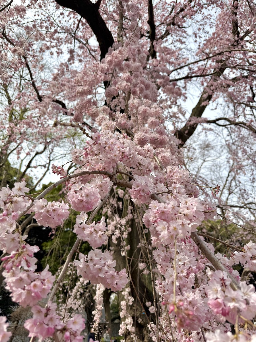 くろもん@上野御徒町 tweet media