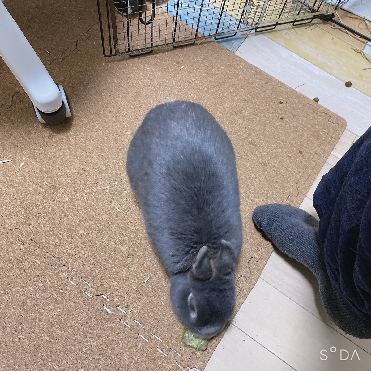 ぽみーゆりお@うさぎ漫画家 tweet media