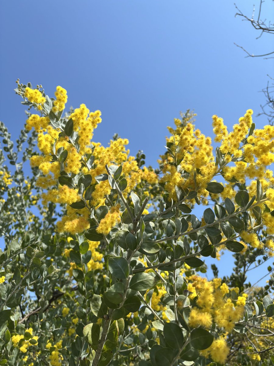 ぬこにゃん tweet media