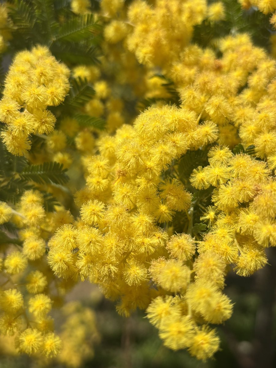 ぬこにゃん tweet media