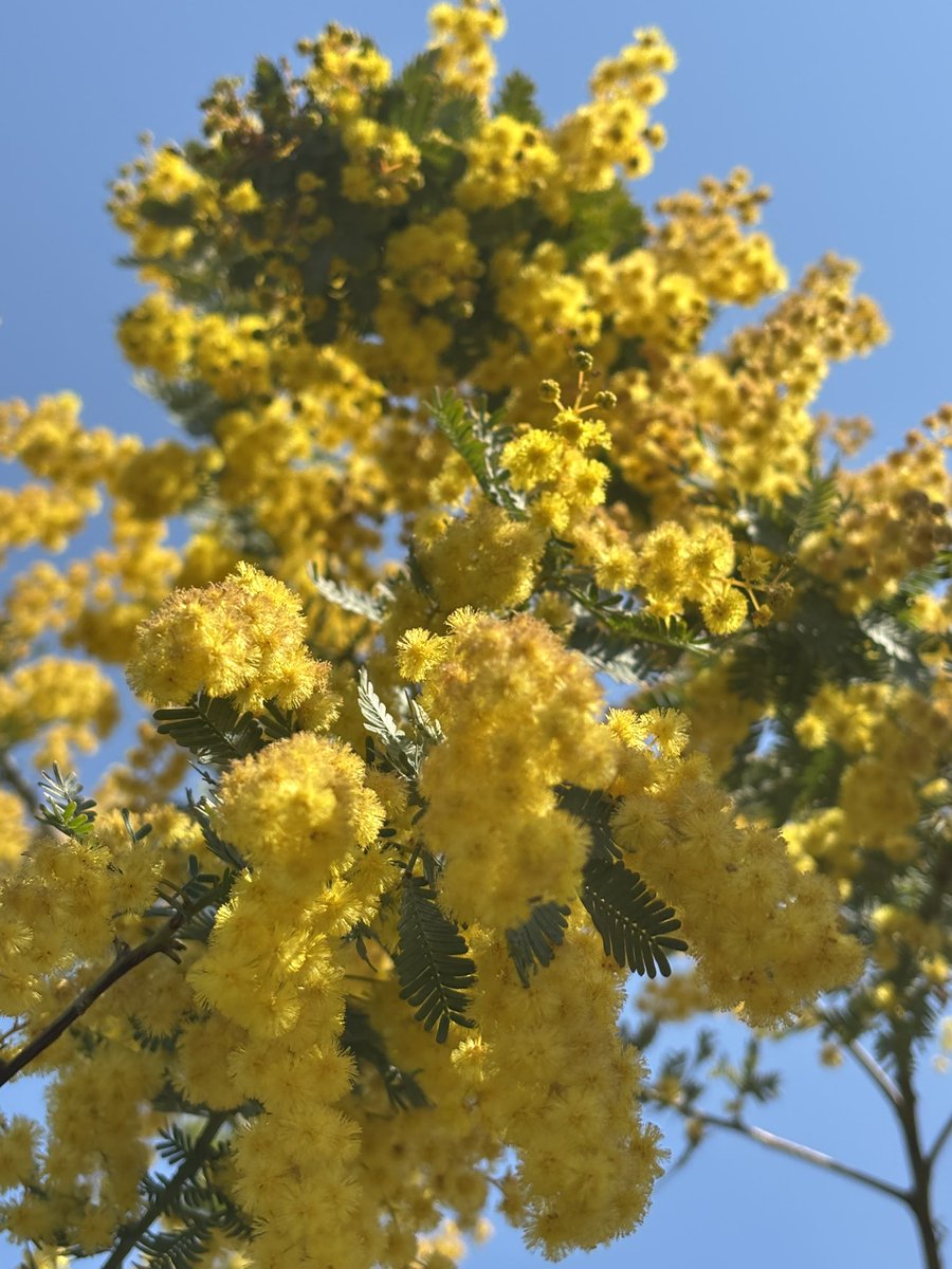 ぬこにゃん tweet media