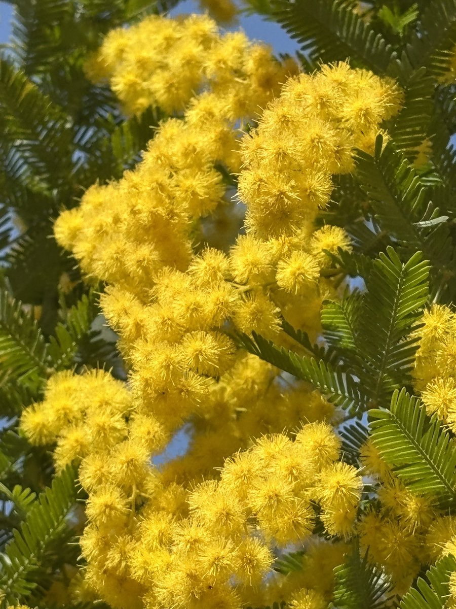 ぬこにゃん tweet media