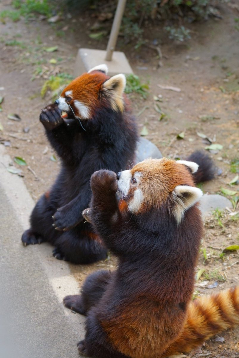 あぼ@peach holic tweet media