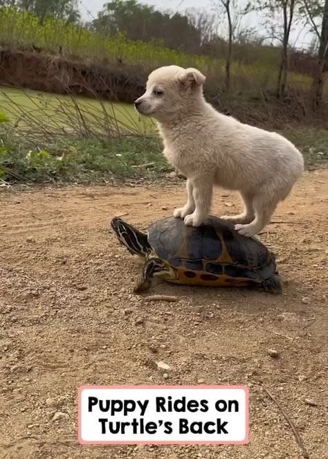 Eternaljuhoon's tweet photo. Literally keonho and juhoon🐶🐢 https://t.co/aaBDR6r45Y