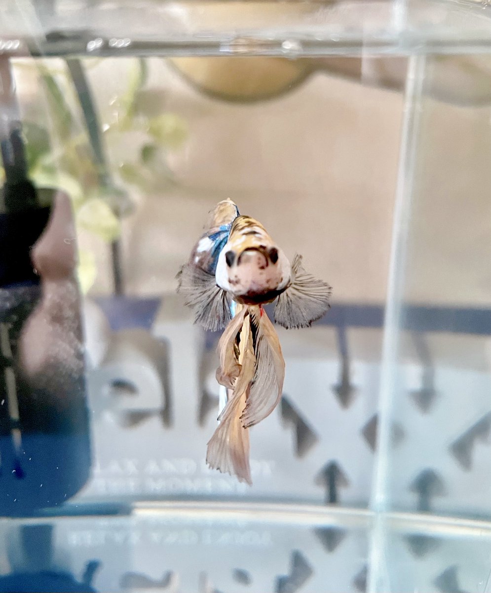 MRMЯ 𓆜𓆝𓆞 tweet media