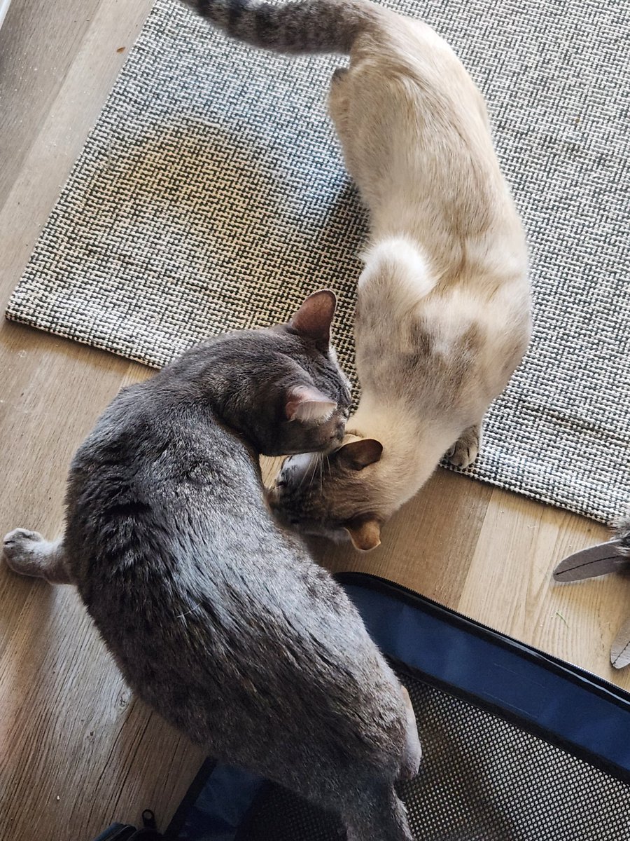 lentil & bowser 🩶 walter & bonkers 🌈 tweet media