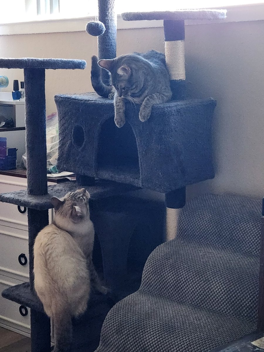 lentil & bowser 🩶 walter & bonkers 🌈 tweet media