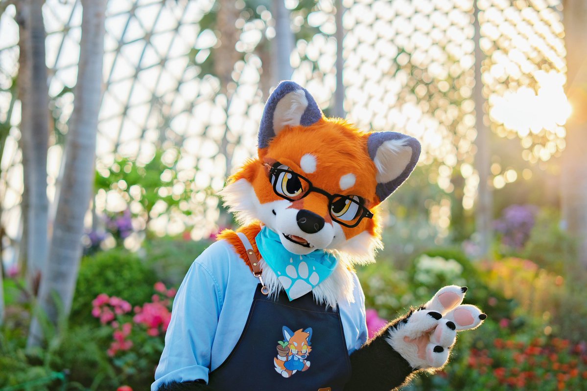 大坏狐狸 tweet media