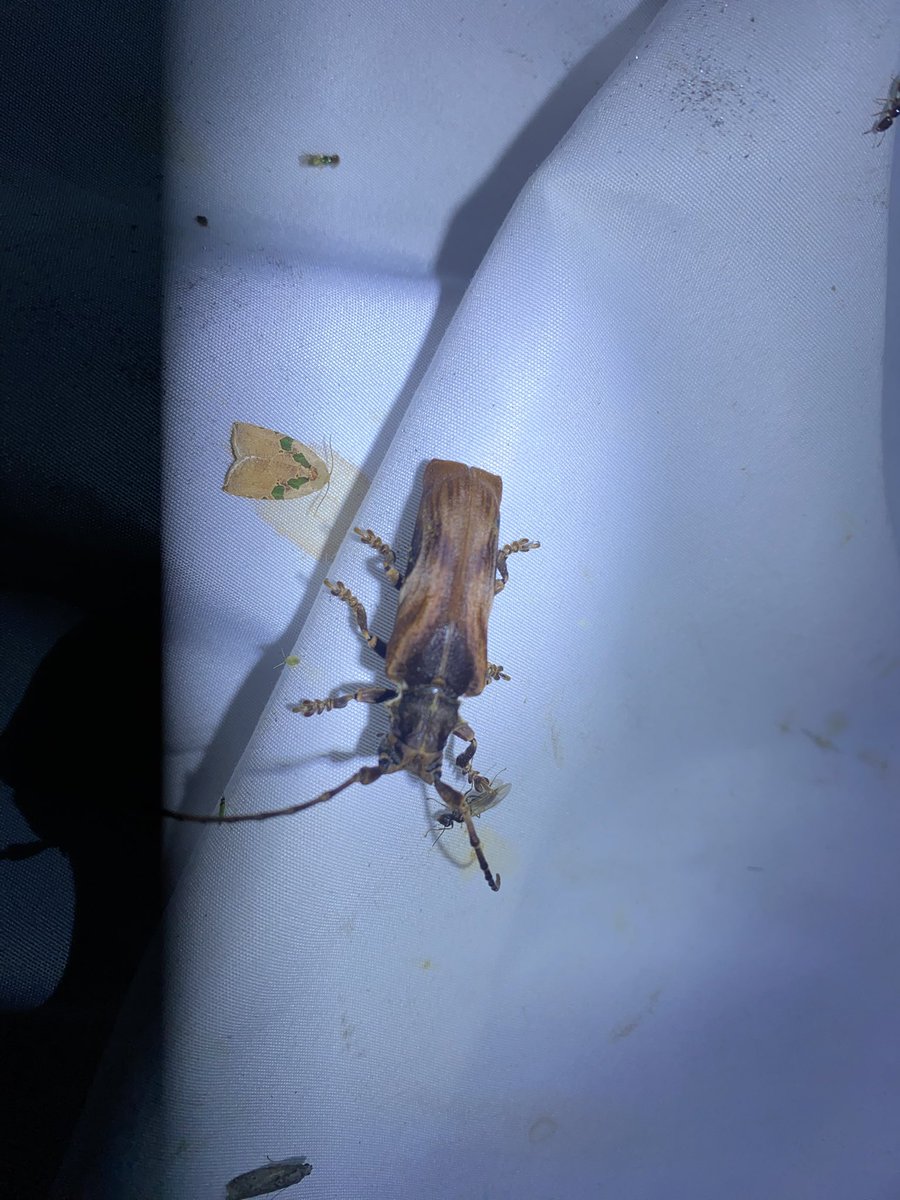 はい、いつも通りチビっ子しか飛んできません

3ヶ国19夜敗北です…