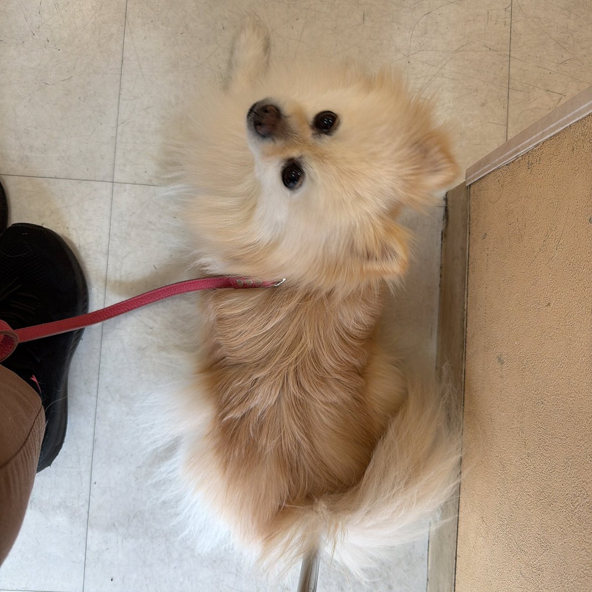 茶々🌸ポメラニアン tweet media